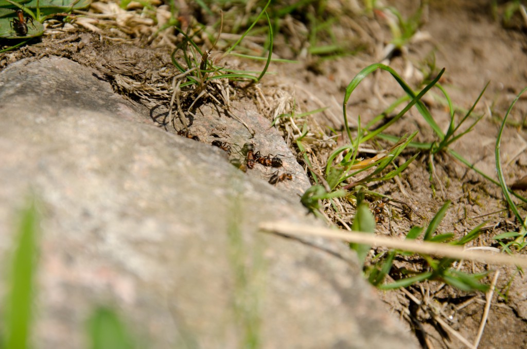 ant_ambush