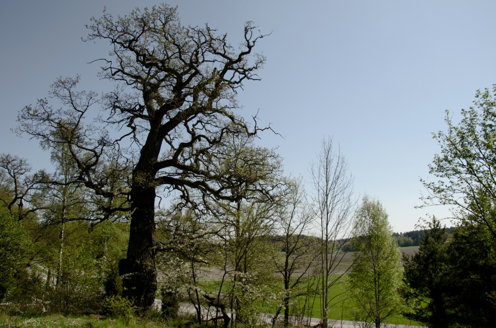 bergaholm2