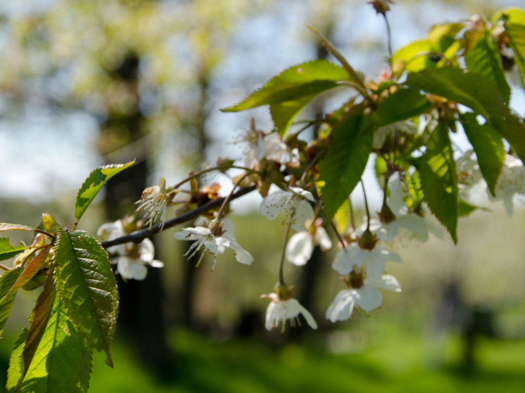 korsbars_blom