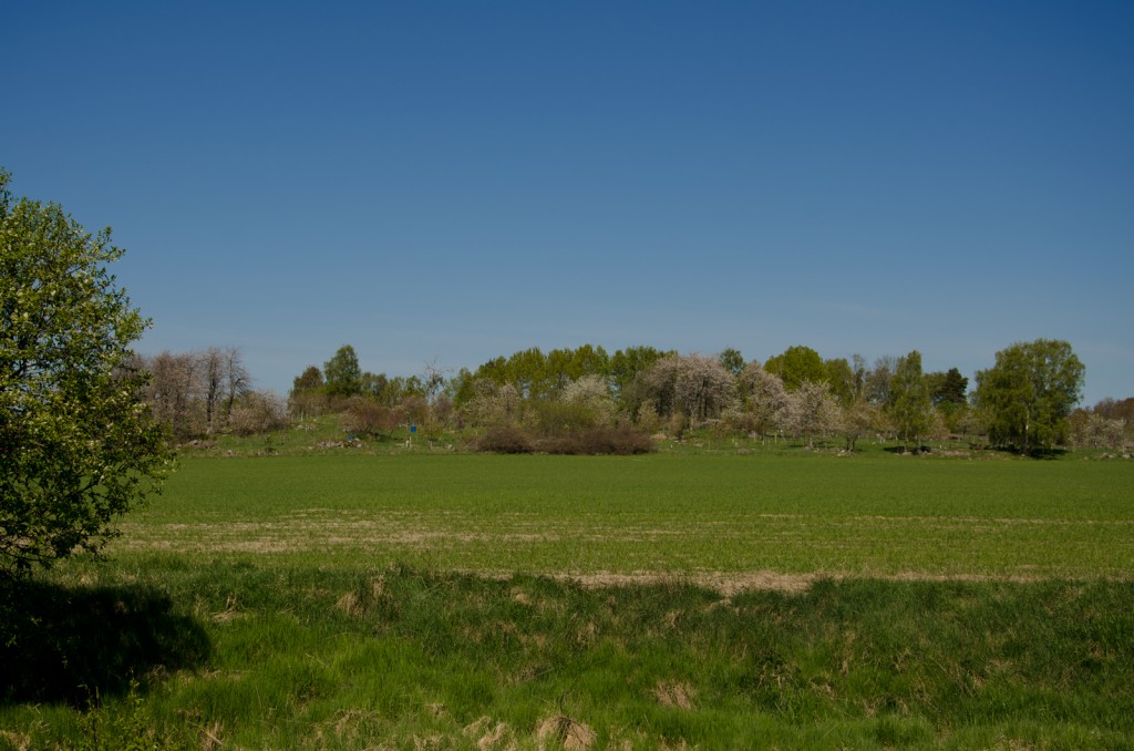 marskallavy
