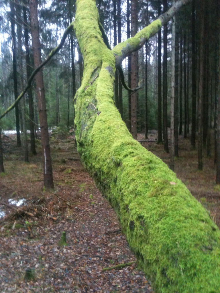 Var är orkidéerna och ormbunkarna?